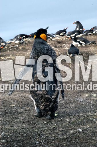 05-Königspinguin (19 von 84).jpg